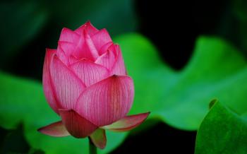 Hd Image Of Mountain And Lotus Flower Pics Widescreen Blooming ...