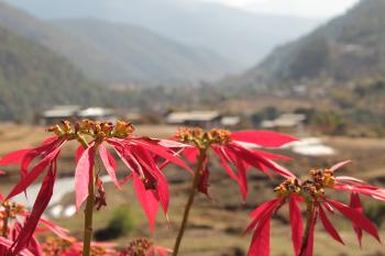 Blooming Flowers - Punakha - Rajatspeaks.com
