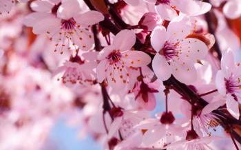 Cherry Blossom Flower Branch HD Wallpaper, Background Images