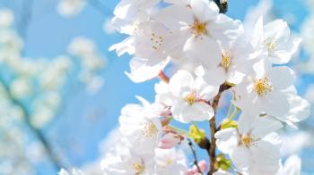 Flowers: Photography Tree White Flower Wall Blooming Cherry Spring ...