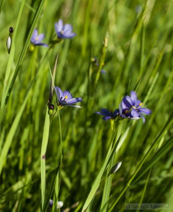 grass « Writing for Nature