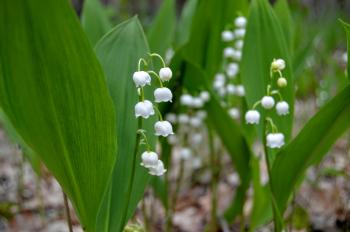Blooming lily of the valley in the forest