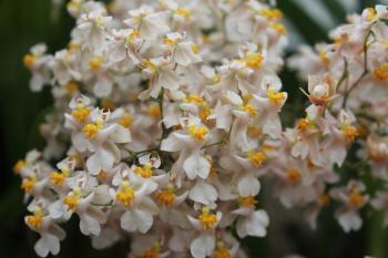 A Splash of Pink: What's Blooming in the Smithsonian Gardens Orchid ...