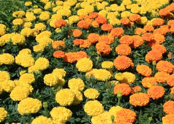 Mari-mums are fall-flowering marigolds | Mississippi State ...