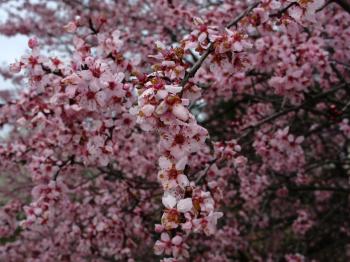 Purple Pink Plum Tree Flowering | Trees| Free Nature Pictures by ...