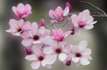Flower: Flowering Blossoms Tree Flower Scent Lovely Beautiful ...