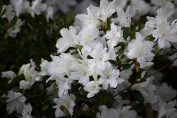 Spring Bloom White Azalea Flowers | Flowers| Free Nature Pictures by ...