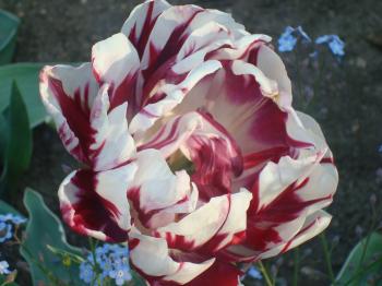 Blossoming colorful tulip