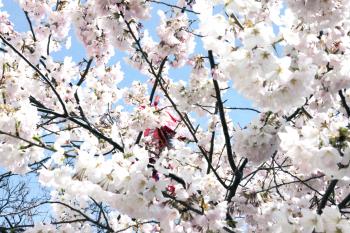balloon in blossoming tree | mindfullyminty