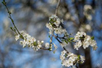 Spring White Blossoming Tree Background - High-quality Free Backgrounds