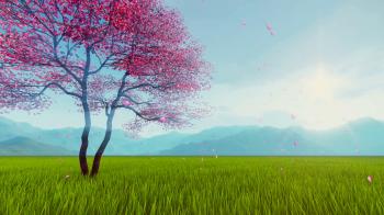 Spring scenery with single blossoming sakura cherry tree and pink ...