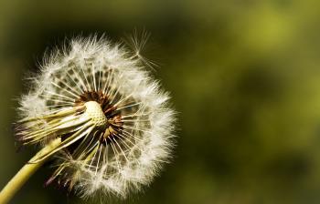 blowball by dllson on DeviantArt