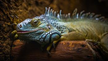 Blue and Brown Iguana