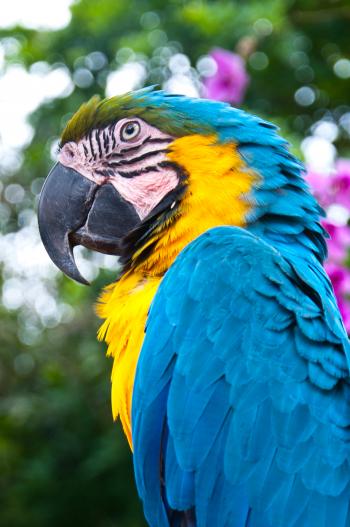 Blue and Gold Macaw bird