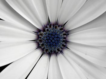 Blue and White Flower