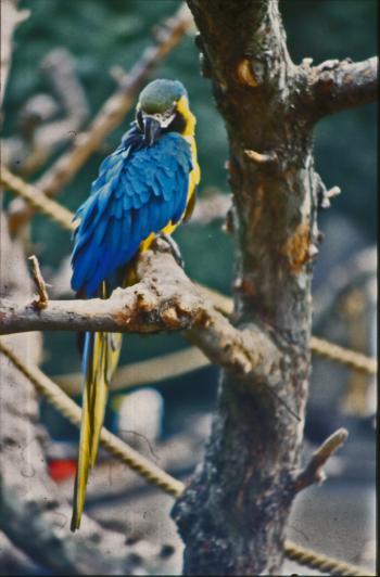 Blue and yellow Parakeet