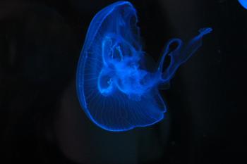 Blue Beam Jellyfish
