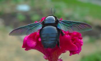 Big blue bee (Carpenter bee) - YouTube