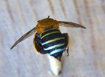 Blue Banded Bee and Crane Fly up close | Pollinator Link