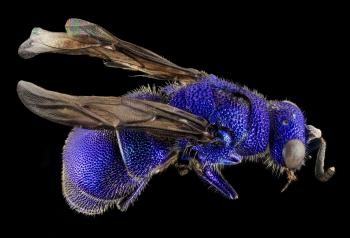 Blue Bee