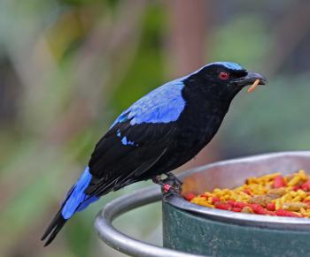 Pictures and information on Asian Fairy-bluebird