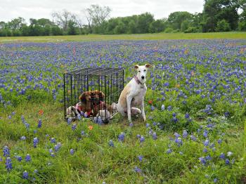 The Weekend With All The Bluebonnets - The Wandering Weekenders