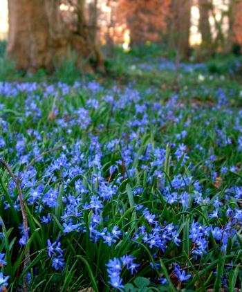 Chionodoxa sardensis - Chionodoxa - Flower Bulb Index