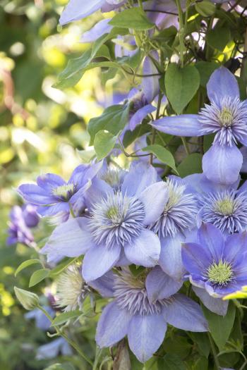 Blue Light® Clematis - Monrovia - Blue Light® Clematis