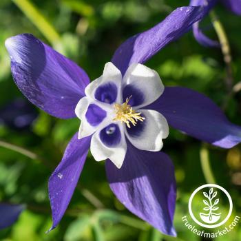Colorado Blue Columbine Wildflower Seeds | Bulk Available