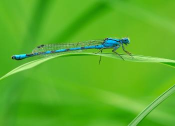 Blue Dragonfly - Wallpaper #31571