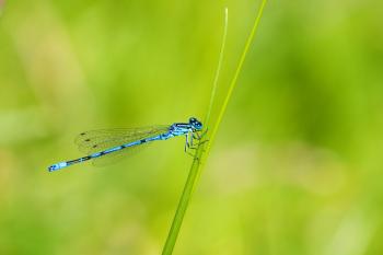 Blue Dragonfly Close-up Free Stock Photo - Public Domain Pictures