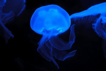 Blue Effect Colored Jellyfish
