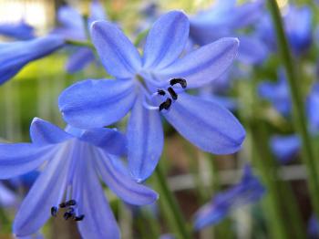 Blue flower, red thorns! | Morning Bray Farm