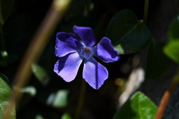 Blue Flower