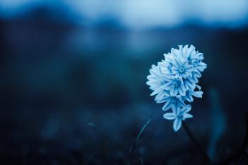 1000+ Great Blue Flowers Photos · Pexels · Free Stock Photos