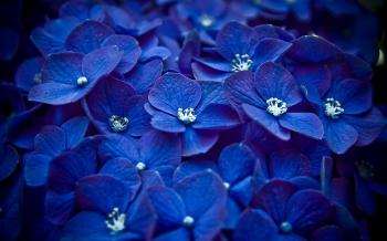 Blue Flowers Photos Wallpaper #4680 Wallpaper | WallDiskPaper