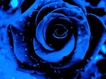 A blue flower by KocznarG on DeviantArt