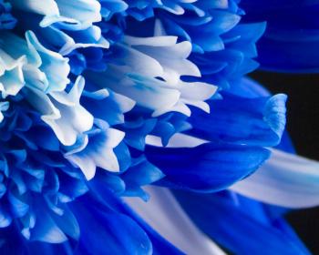 Blue Flower HD Wallpaper - About Collections