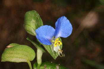 Blue Flower macro
