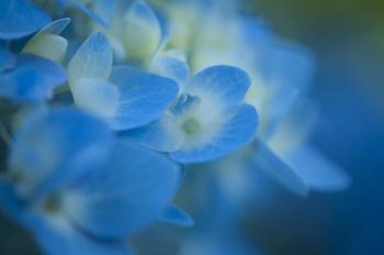 Free picture: macro, blue, nature, flower, flora, herb, plant, organism