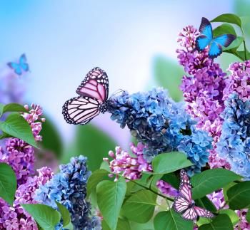 Lilac Flowers Beautiful Butterflies Blossom Bloom Blue Spring Purple ...