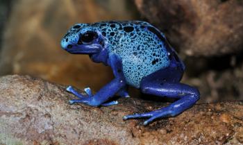 Save The Blue Frog! – by AQPQ.org