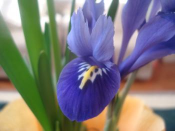 Blue Iris flower