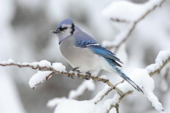 Blue jay - Wikipedia