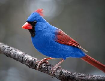 Rare Cardinal With Blue Jay Parent