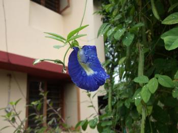 Pramila Majumdar's blog.....