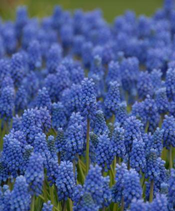 Collection W: The Magical Lavender/Blue Garden - Discounted ...