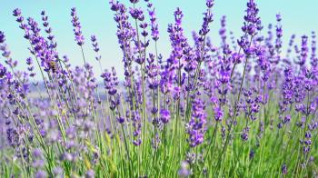 Close up pan shot of lavender flowers. Lavender field and blue sky ...