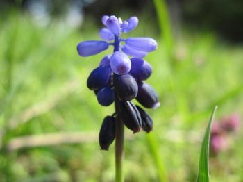 Blue macro flower