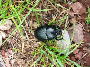 Blue Metallic dung beetle